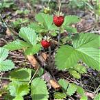 hunt4k. forest strawberry bet led to a fire ride